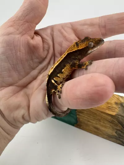 plant/7g NPV Baby 2JpRy25 HD: 8/21/25-2-thumbnail