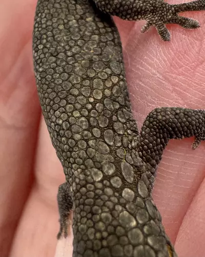 plant/Male Eurydactylodes Occidentalis imported-2-thumbnail