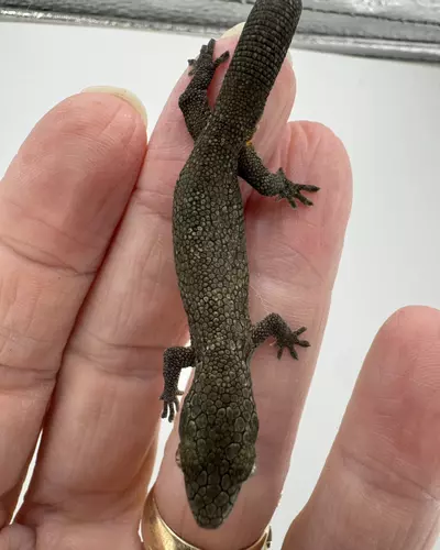 plant/Male Eurydactylodes Occidentalis imported-0-thumbnail