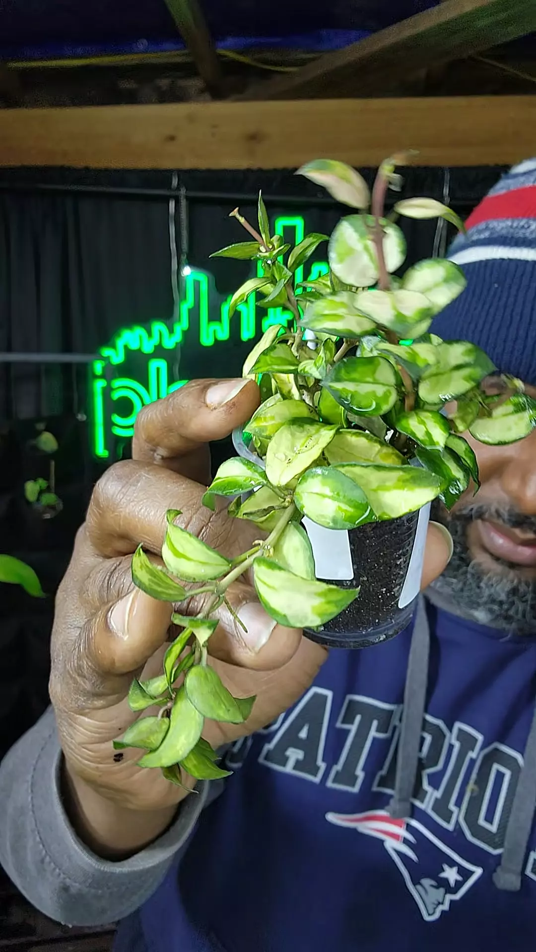 plant/hoya lacunosa Bruno tricolor-0