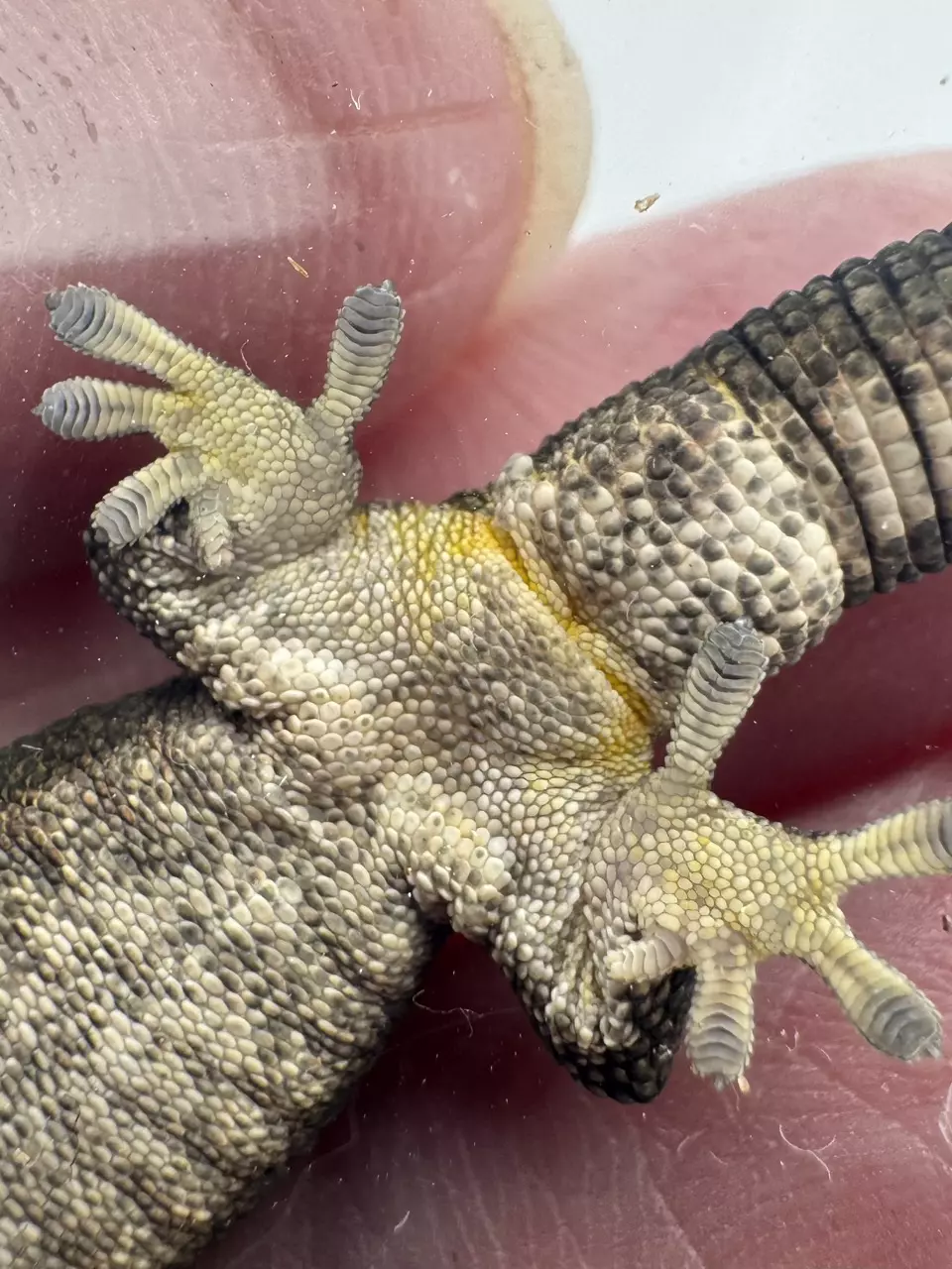 plant/Male Eurydactylodes Occidentalis imported-3