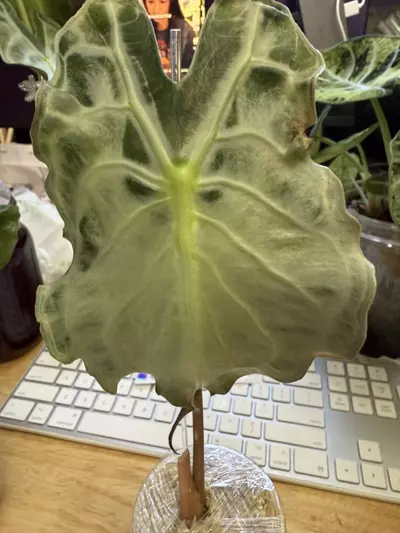 plant/venom sprouted corm-0-thumbnail