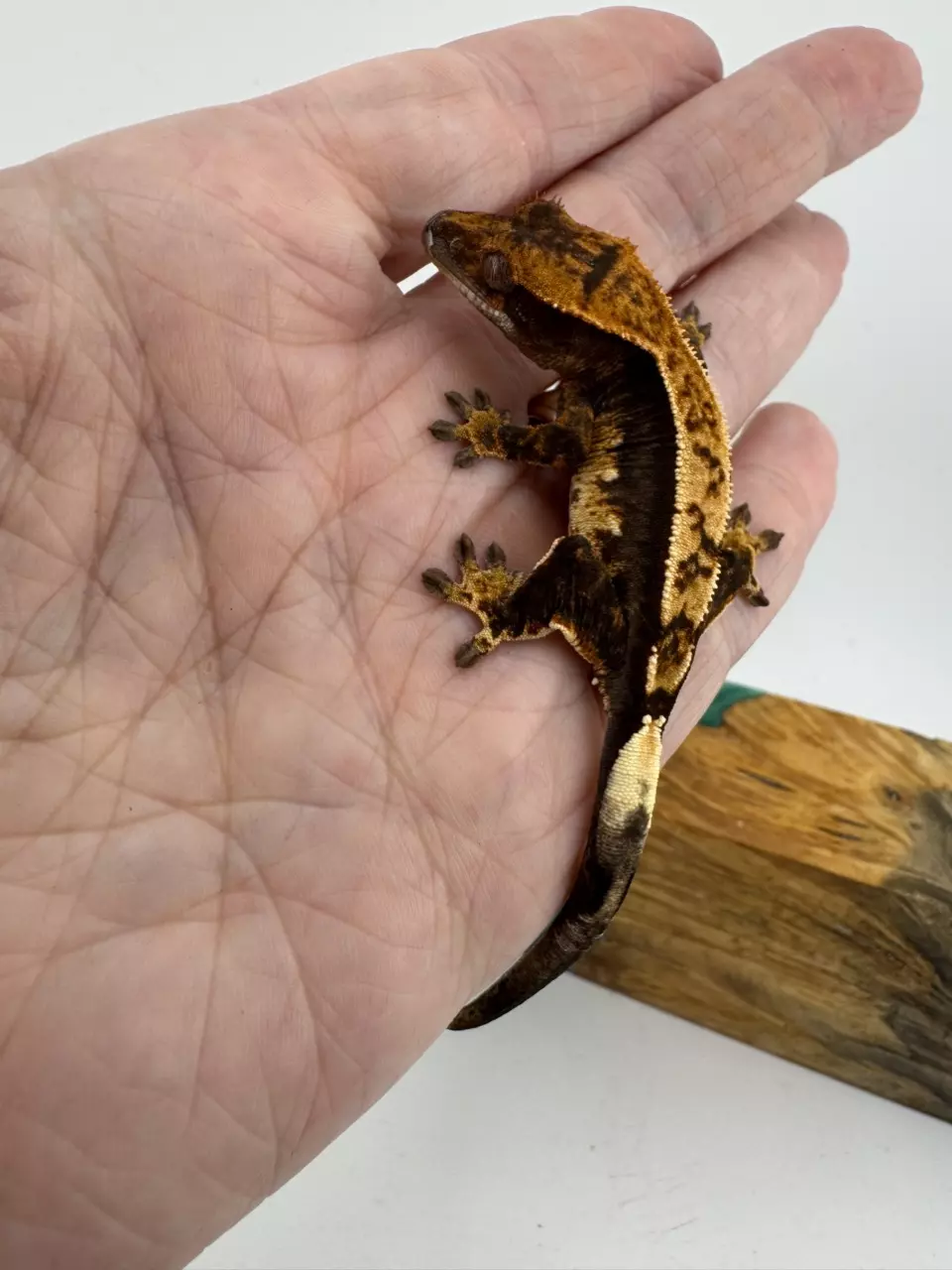 plant/7g NPV Baby 2JpRy25 HD: 8/21/25-1