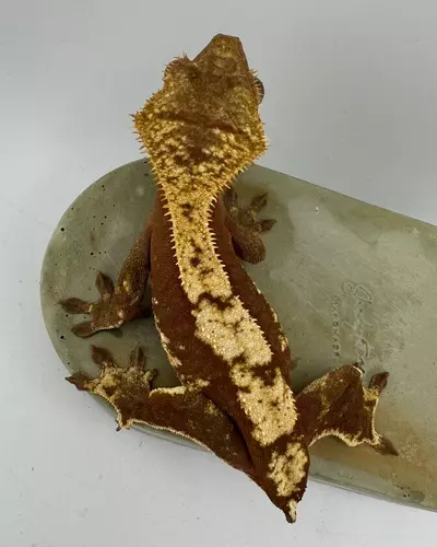 plant/7g NPV Baby 2JpRy25 HD: 8/21/25-4-thumbnail