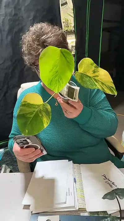 plant/monstera Aurea tricolor-0-thumbnail