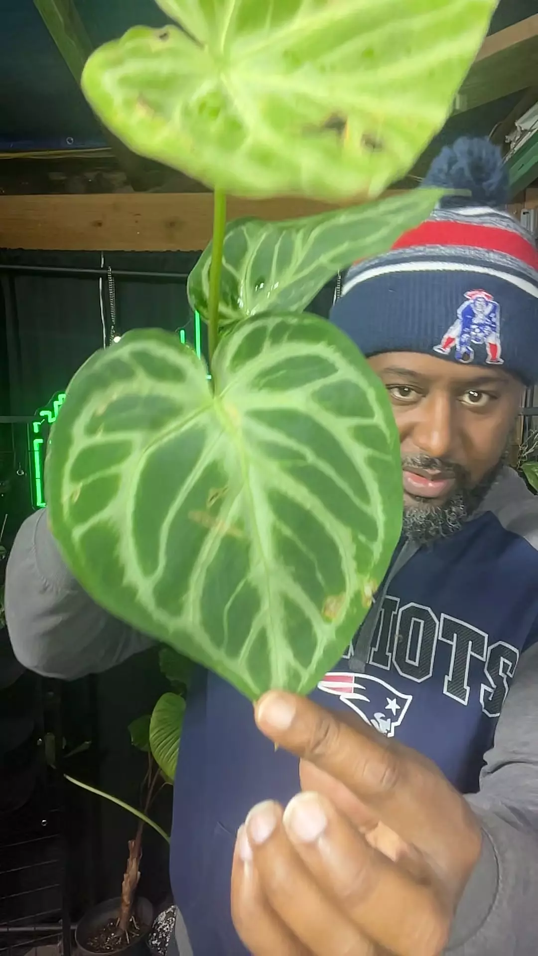 plant/anthirum blush hybrid-0