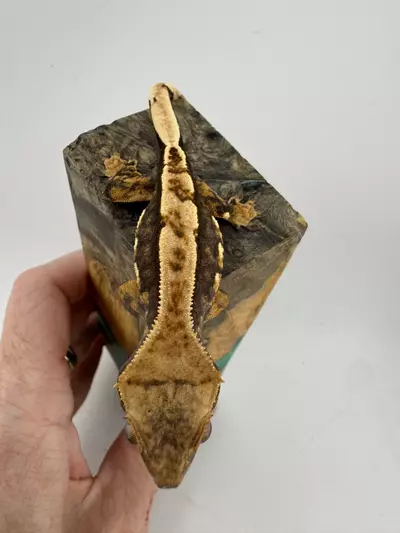 plant/8.2g Male het Empty Back from Thor and Superstition-0-thumbnail