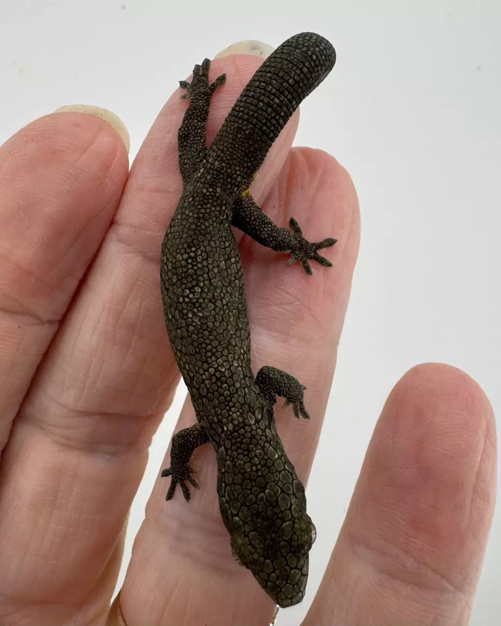 plant/Male Eurydactylodes Occidentalis imported-1