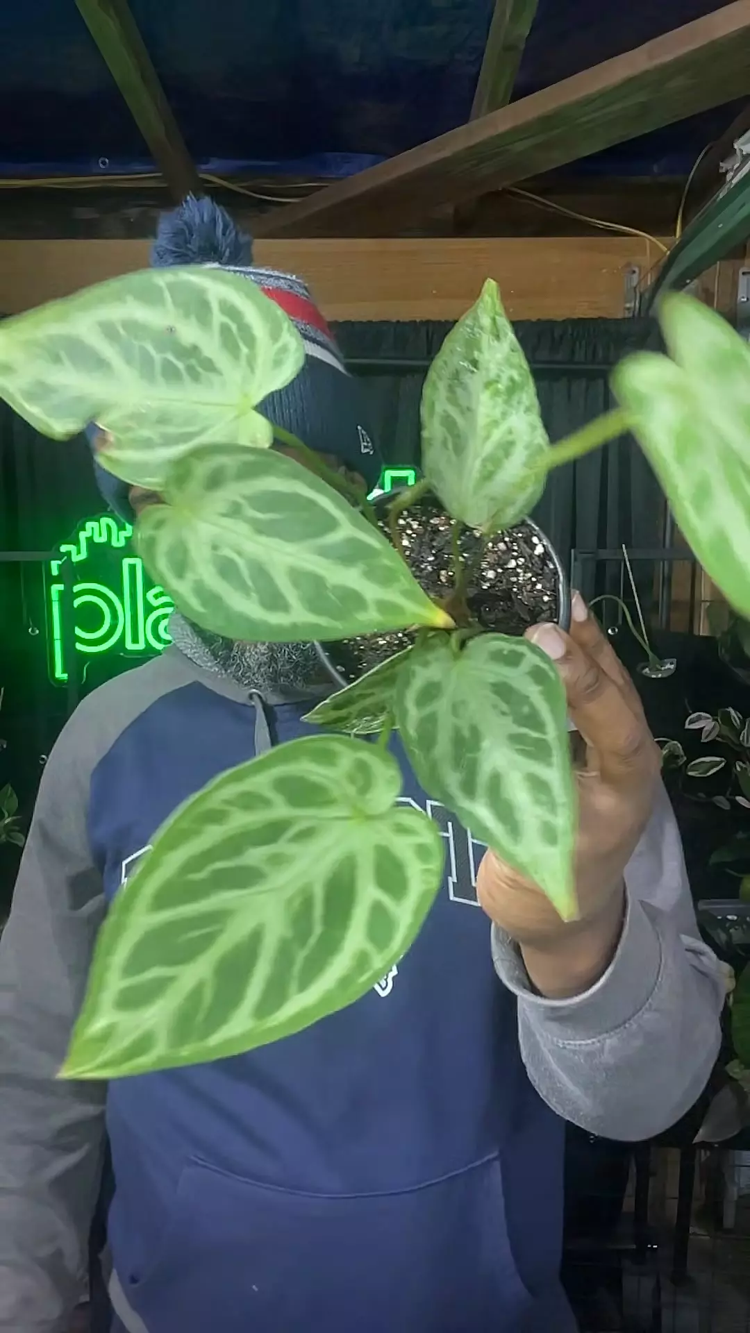 plant/anthurium silver blush mint (2 plants)-0