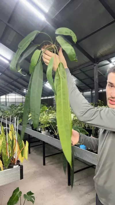 plant/404 Wendlingeri Costa Rica-0-thumbnail