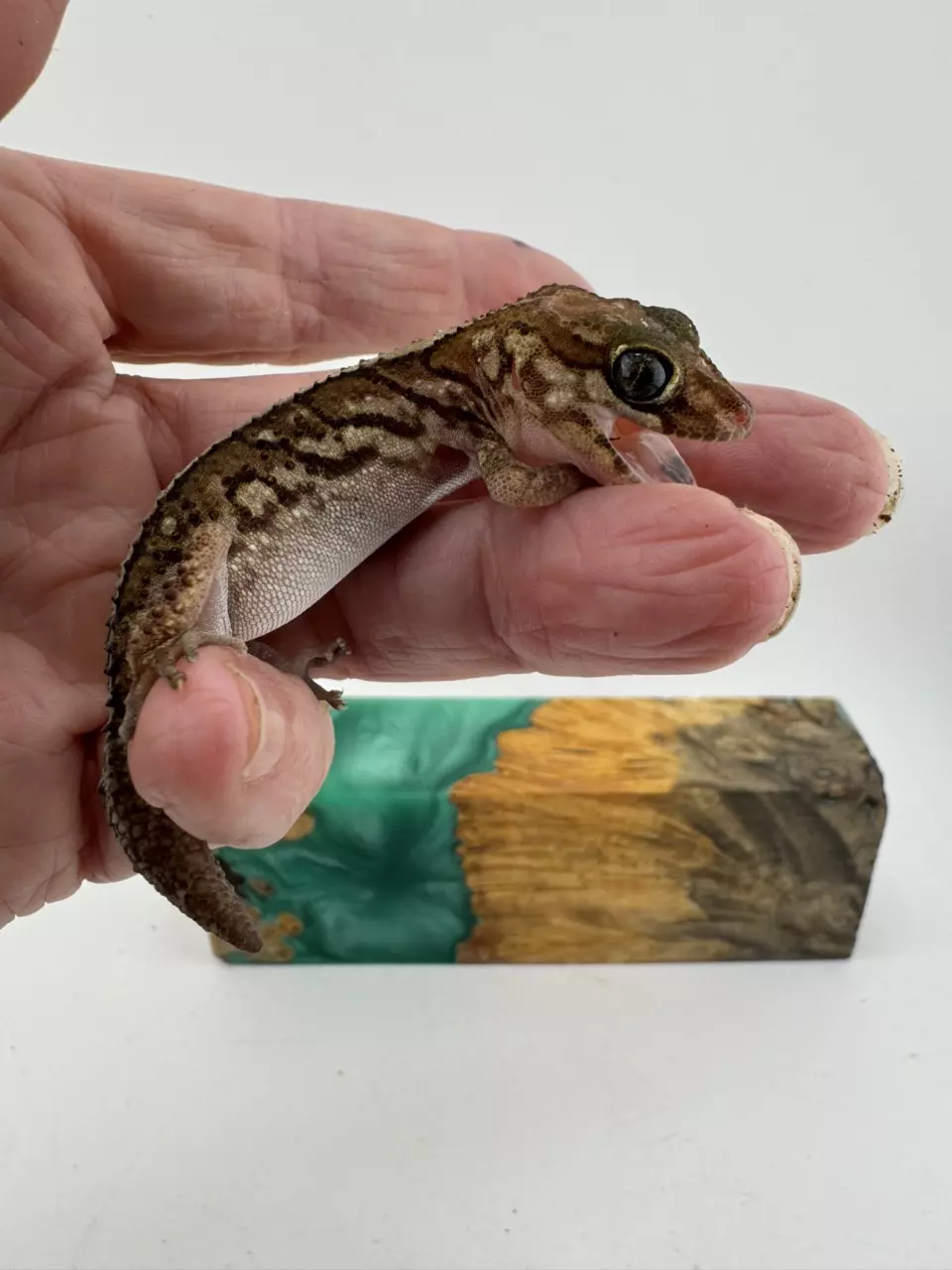 plant/10g Female Paroedura Picta 100% het Anery laying did-0