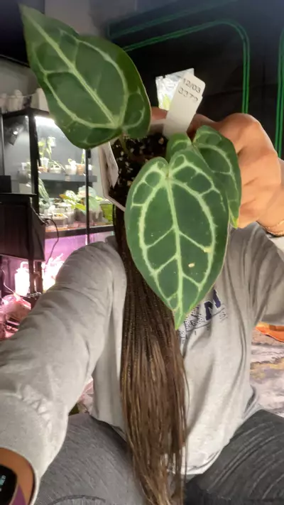 plant/SKG Grey x Tim’s Black-0-thumbnail