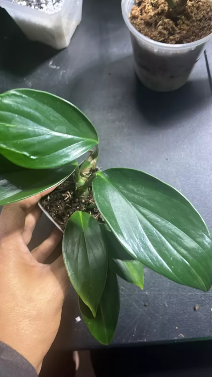 plant/Raphidaphora dragon tail-0
