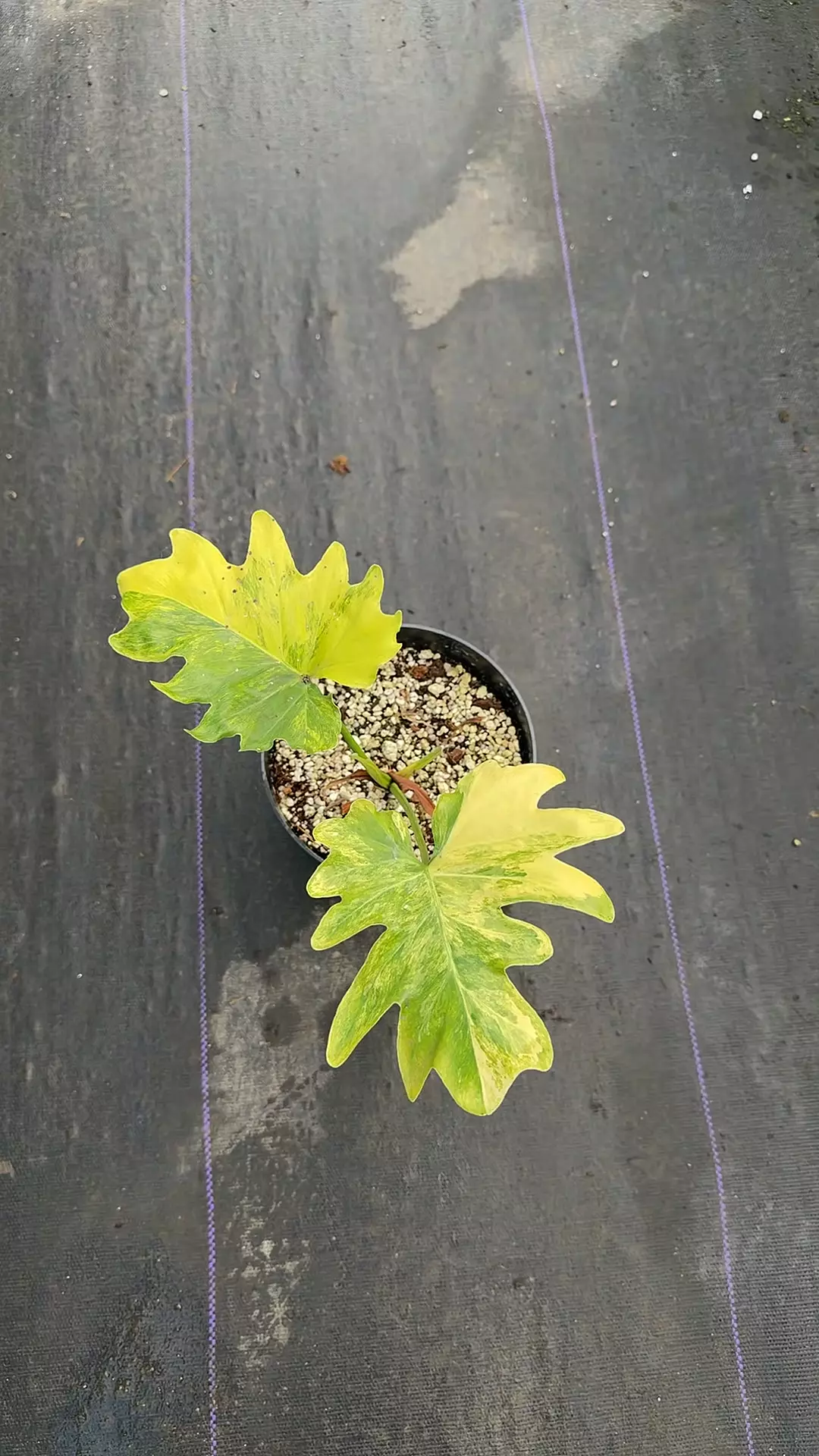 plant/T. Selloum Hope-0