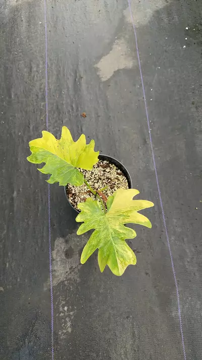 plant/T. Selloum Hope-0-thumbnail