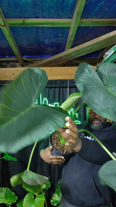 plant/alocasia regal shields-0-thumbnail