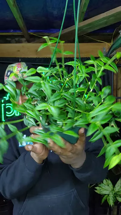 plant/hoya bella 6 inch basket-0-thumbnail