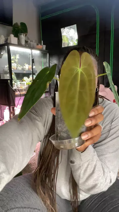 plant/black pap x FSRL FS self select-0-thumbnail