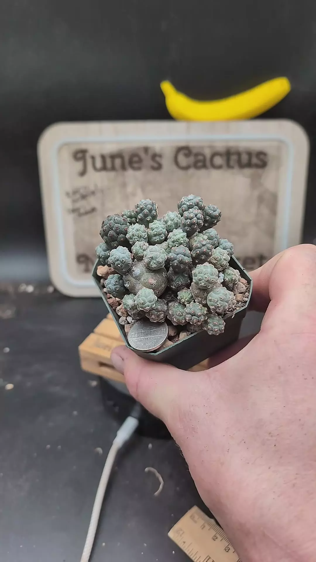 plant/n135 puna bonnieae 2.75' pot-0