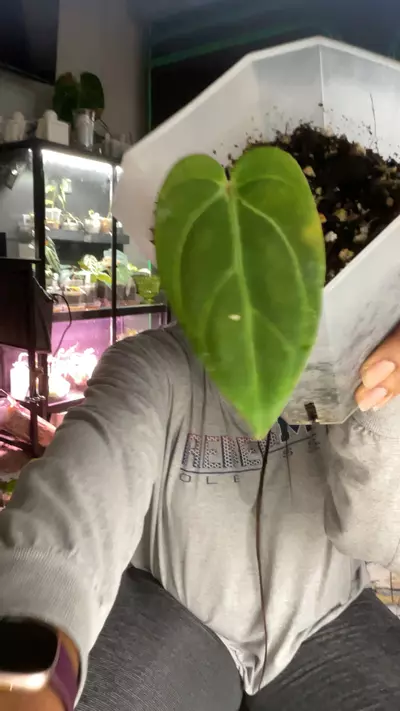 plant/Carla x Bess-0-thumbnail