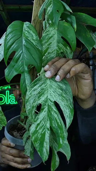 plant/epi marble cutting-0-thumbnail