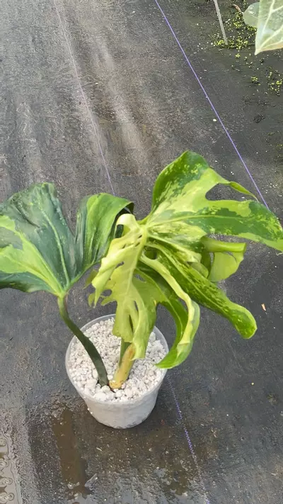 plant/Monstera Green Elf-0-thumbnail