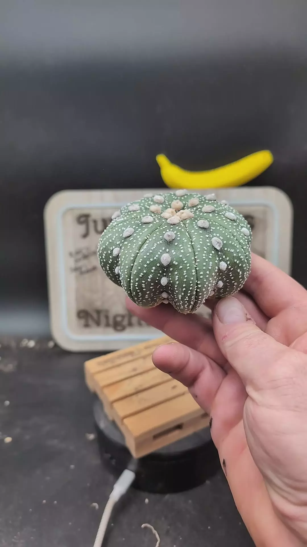 plant/n133 Astro asterias Yamamoto 3.5" side, roots trimmed-0