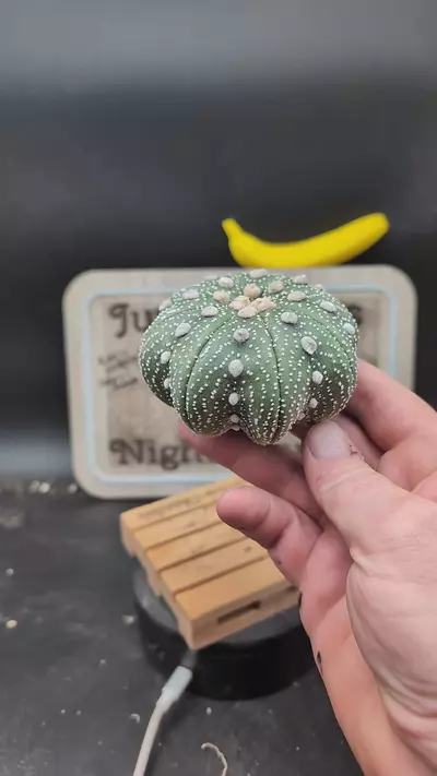 plant/n133 Astro asterias Yamamoto 3.5" side, roots trimmed-0-thumbnail