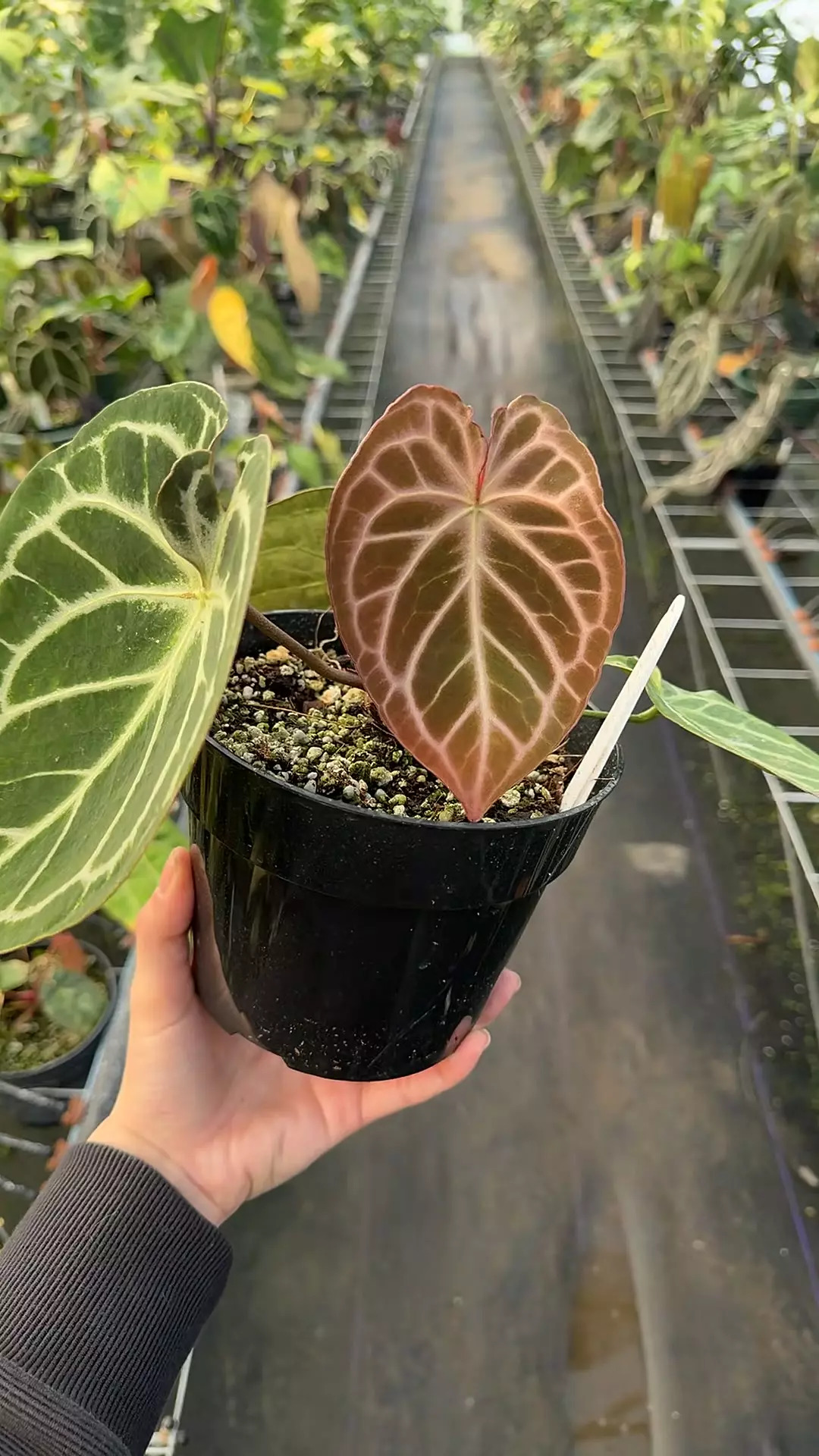 plant/Godray Hybrid-0