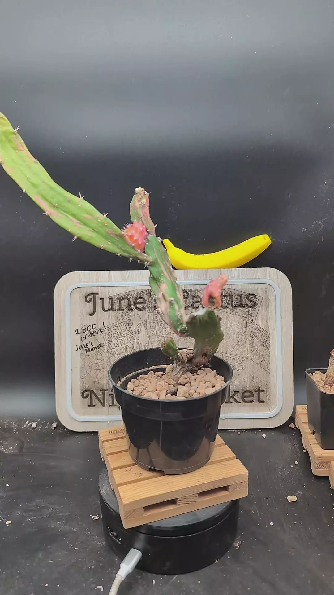 plant/n128 chimera Hylo+ vari gymno 10" tall-0