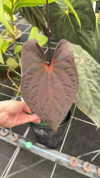 plant/RVDP Clone-0-thumbnail