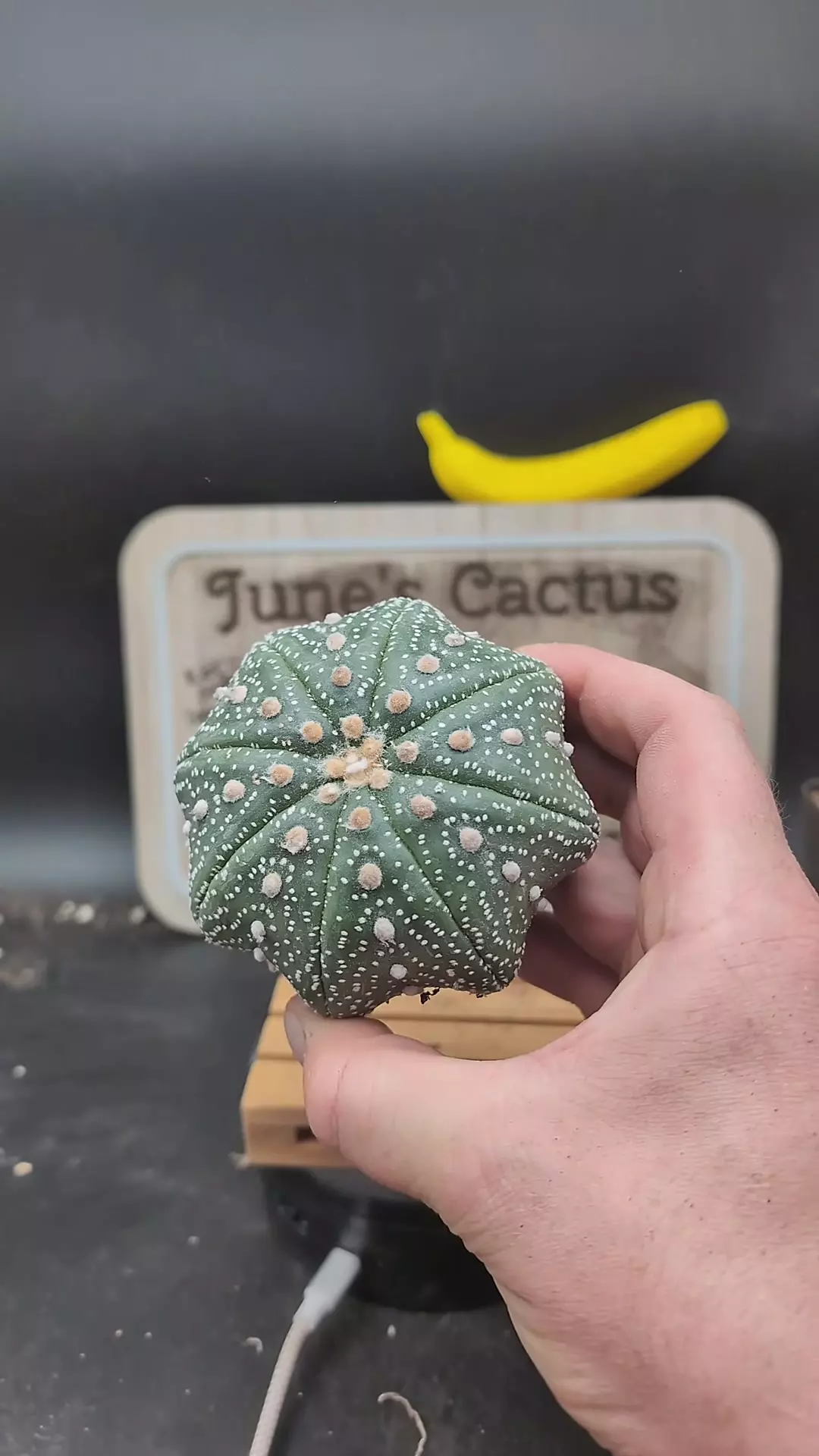 plant/n131 Astro asterias Yamamoto, big 3.75" wide plant-0