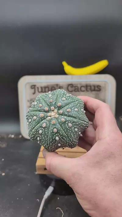 plant/n131 Astro asterias Yamamoto, big 3.75" wide plant-0-thumbnail