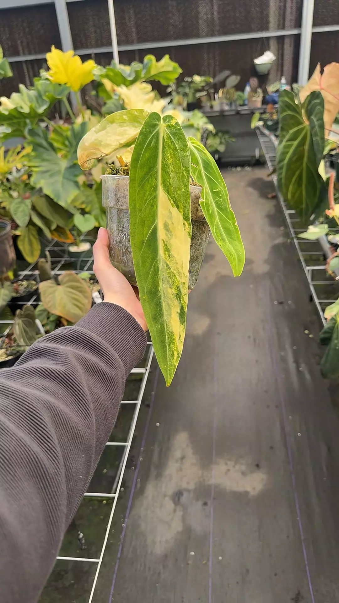 plant/Large Variegated Waroq-0