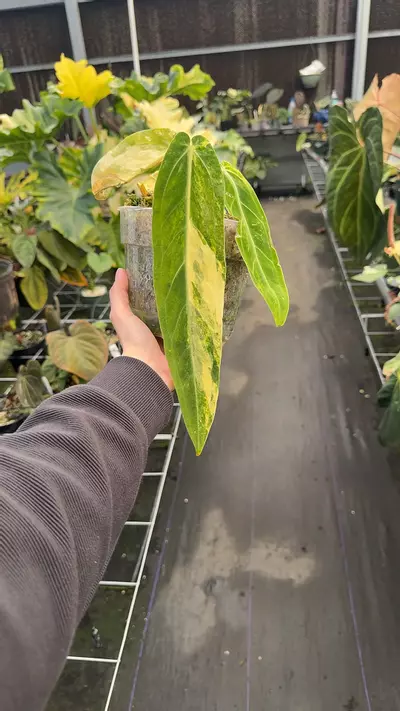 plant/Large Variegated Waroq-0-thumbnail