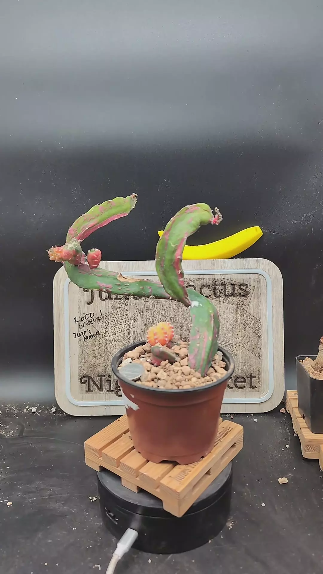 plant/n129 chimera Hylo+ vari gymno 10"-0