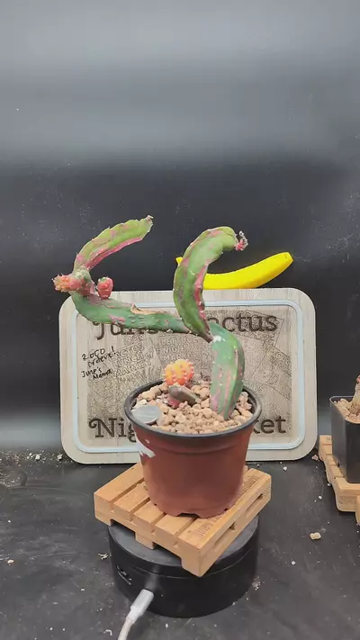 plant/n129 chimera Hylo+ vari gymno 10"-0-thumbnail