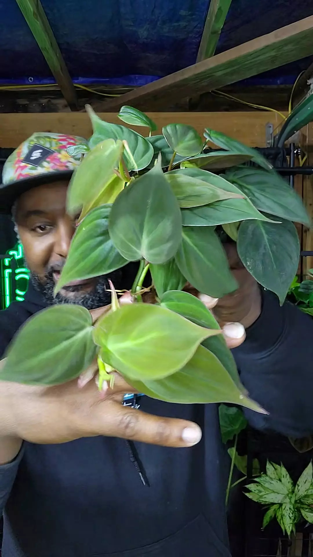plant/philodendron Micans-0