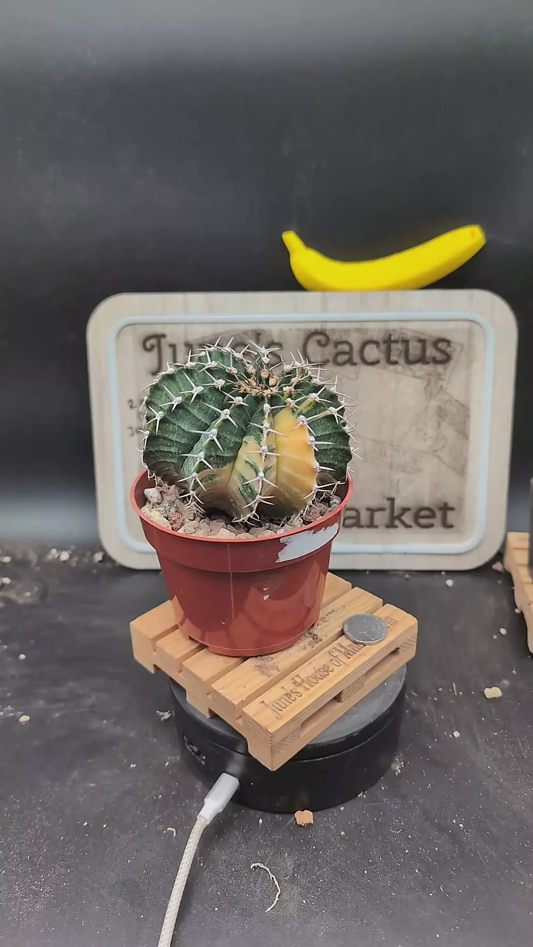 plant/n146 vari gymno, super pretty on 4" pot-0