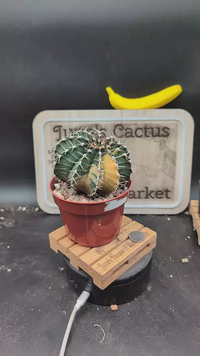 plant/n146 vari gymno, super pretty on 4" pot-0-thumbnail