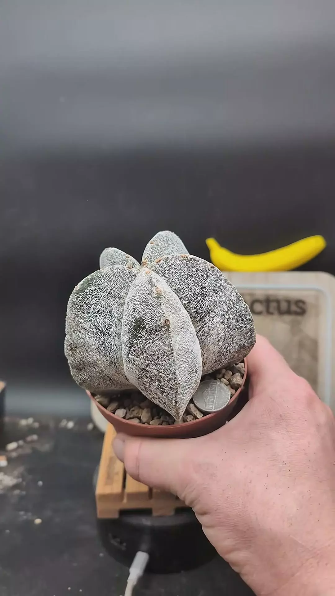 plant/h127 big Astro myrio, 4" pot-0