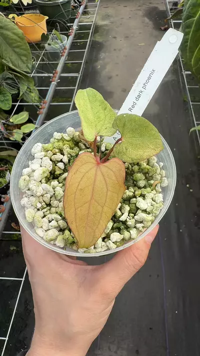 plant/RVDP Variegated Hyb-0-thumbnail