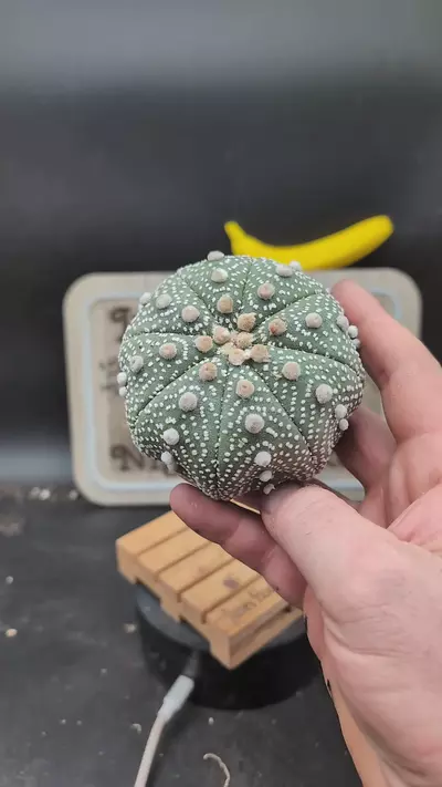 plant/n132 Astro asterias Yamamoto, big 3.75" wide-0-thumbnail