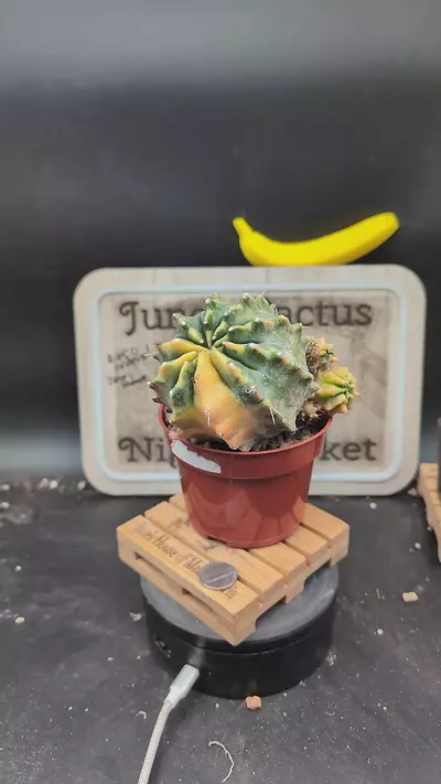 plant/n140 pastel color Vari gymno on 4" pot-0-thumbnail