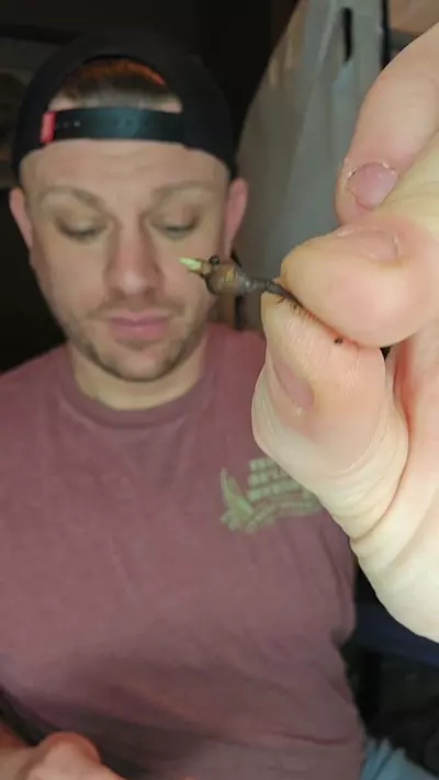 plant/Simpo albo corm sprouted-0-thumbnail