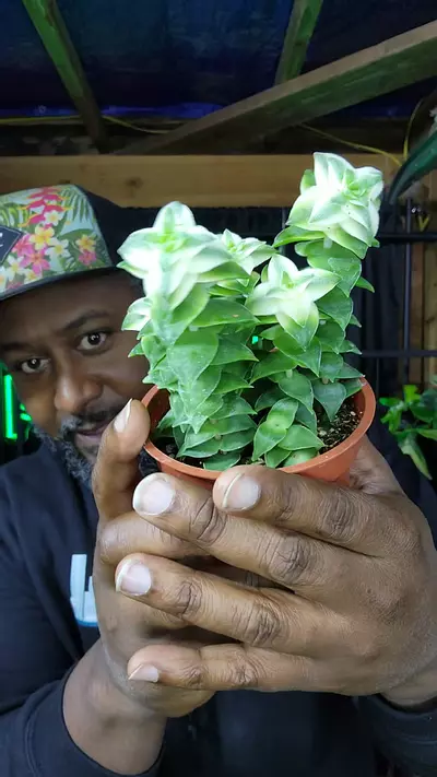 plant/succulent-0-thumbnail