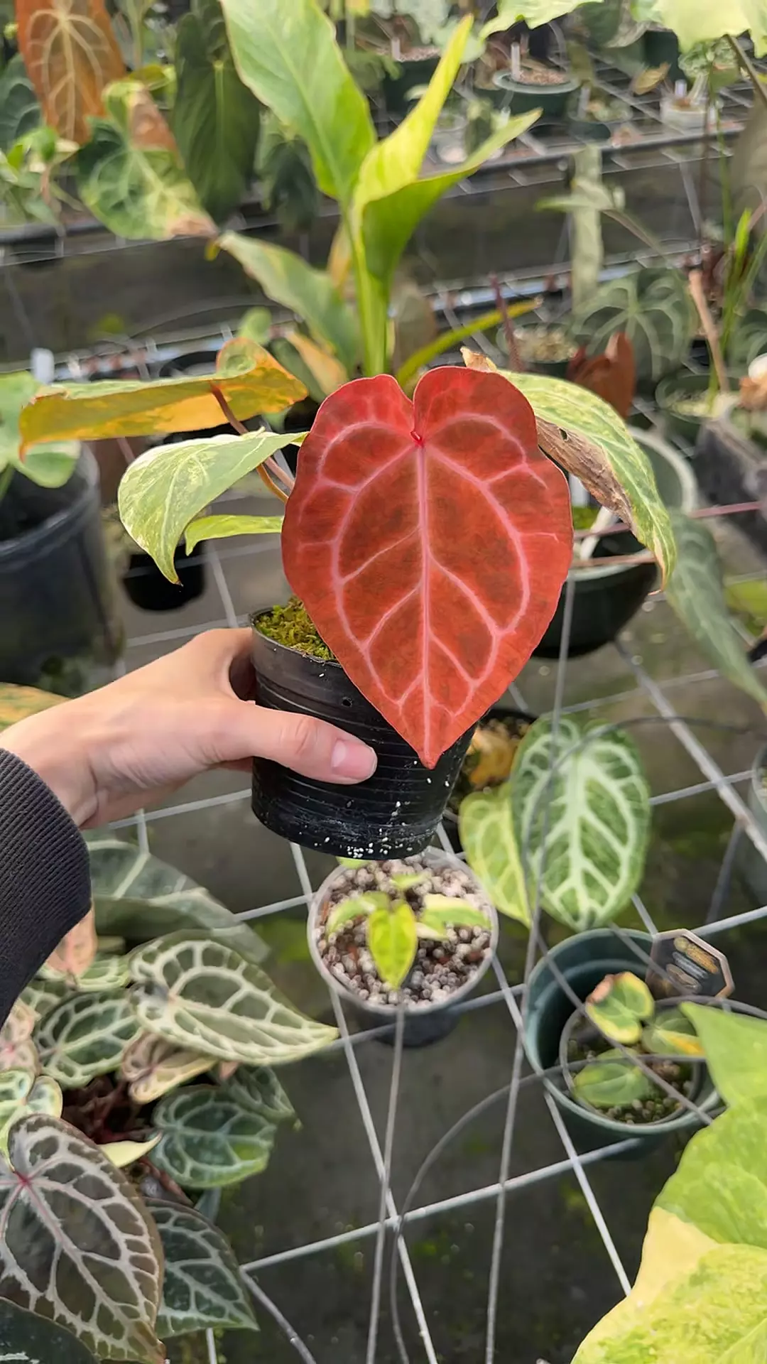 plant/Twister X Red Crystal-0