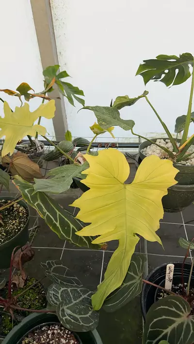 plant/Florida ghost mint x Distantilobum-0-thumbnail