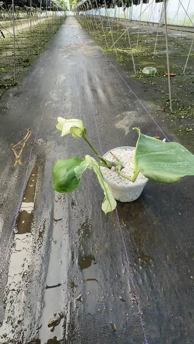 plant/Thai albo Compacta-0-thumbnail