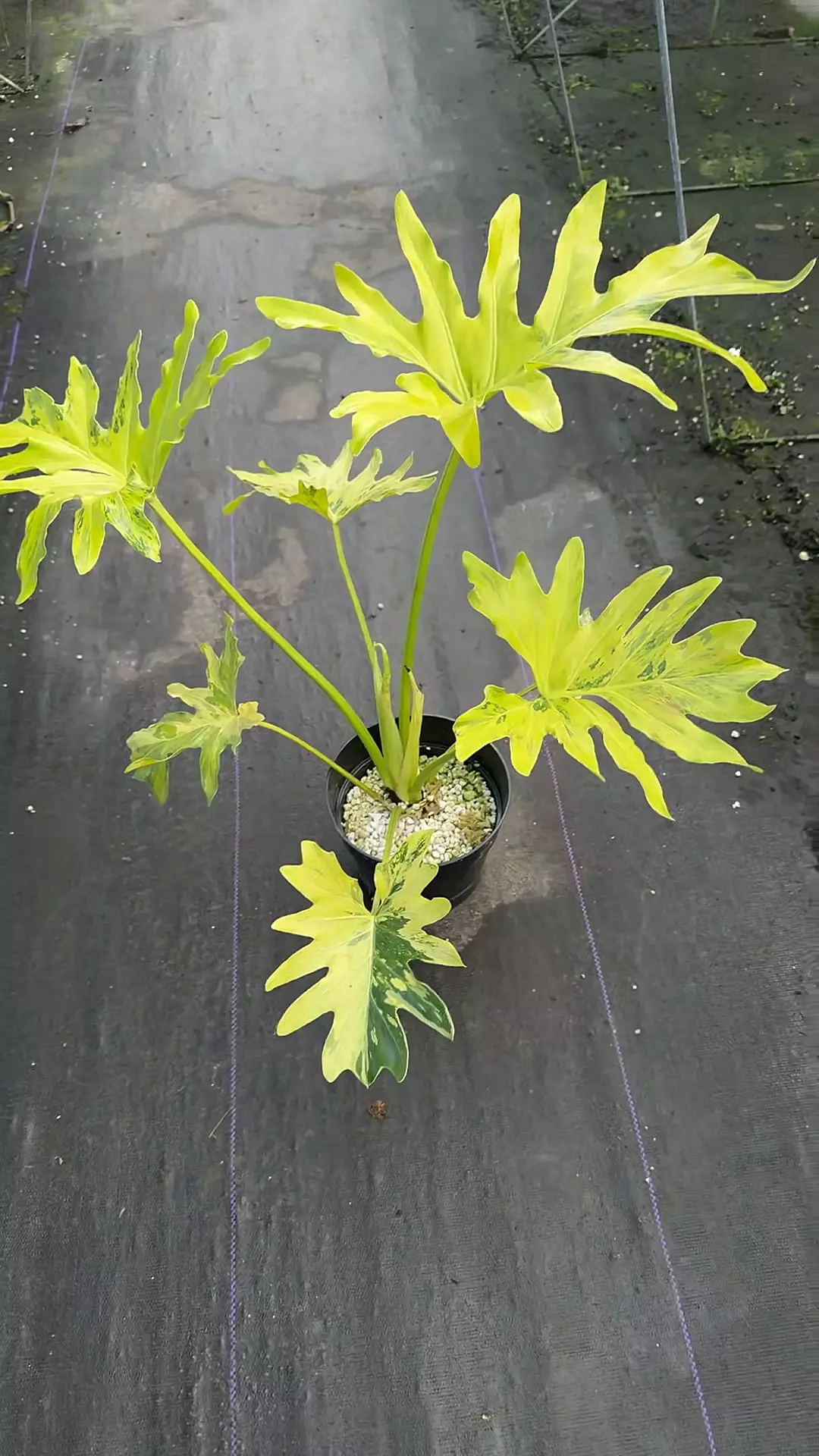 plant/T. “Splash” Thai hybrid-0